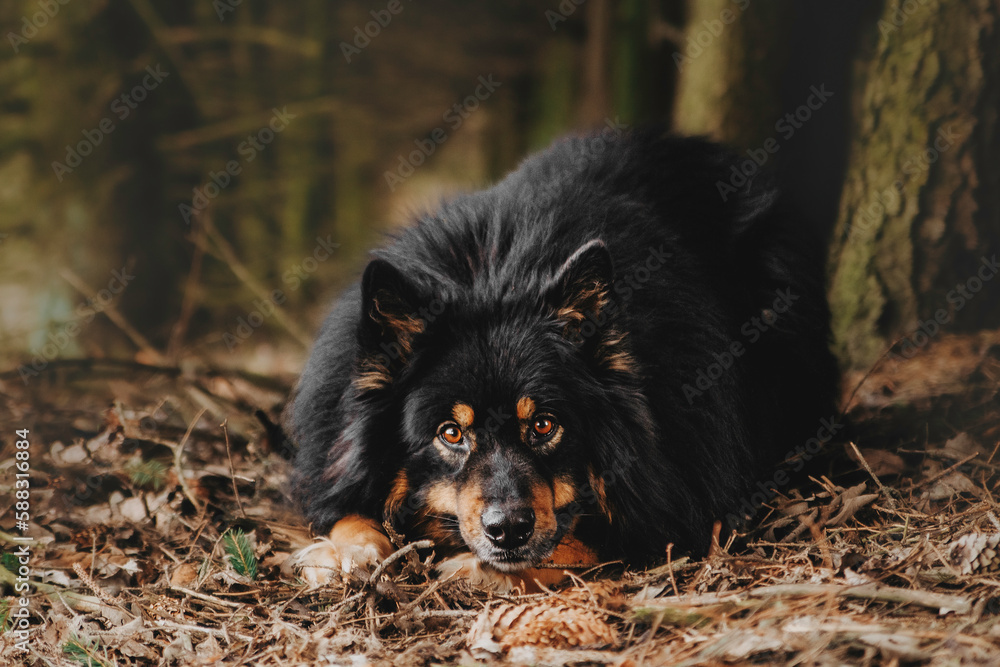 Beautiful dog posing in the forest Beautiful dog posing in the forest