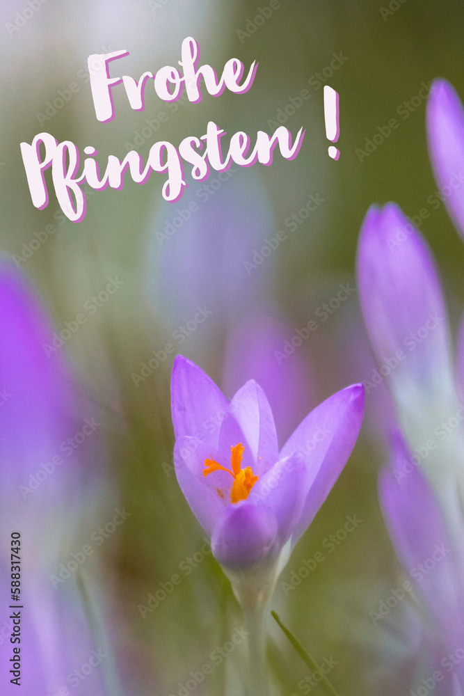 Frohe Pfingsten Wörter mit Blume / Pfingsten / Frohe Pfingsten Text