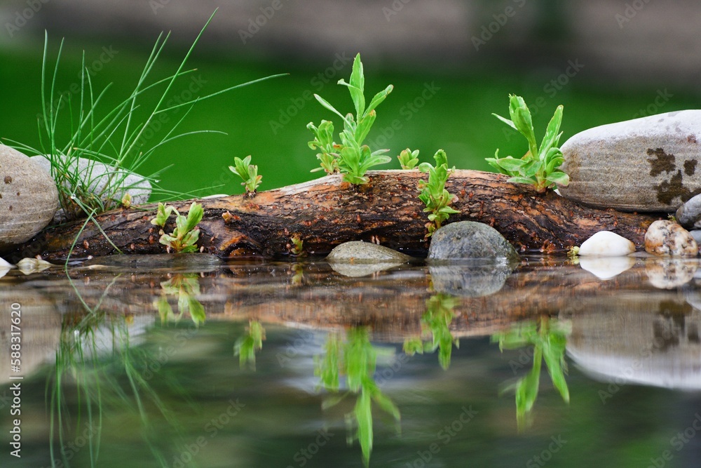 Foto de Sprouting willow stick at the bird's water hole. Reflection on the water. do Stock