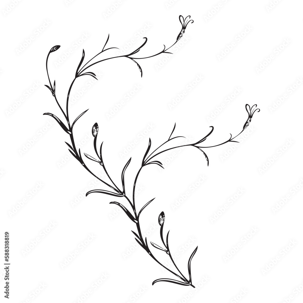 Fototapeta premium Botanical hand drawn plant, bouquet isolated on background. Spring plant flower vintage frame. Creative doodle linear style. Graphic design wedding invitation, card, poster, banner Vector illustration