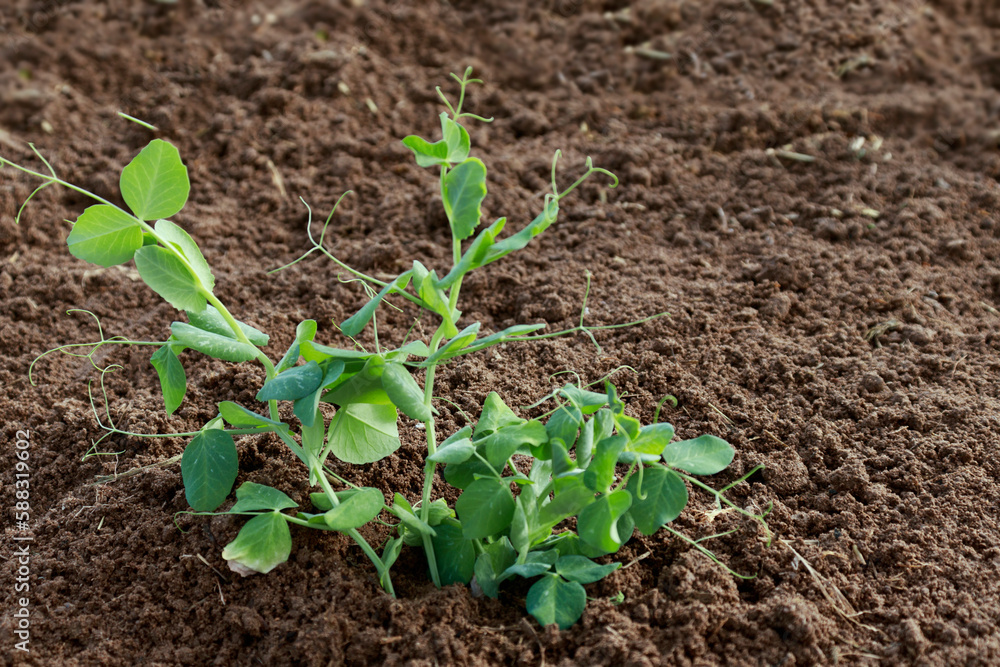 Sprouts of young pea plants grow in rows in a field. Selective focus. Sprouts of young pea plants grow in rows in a field. Selective focus.