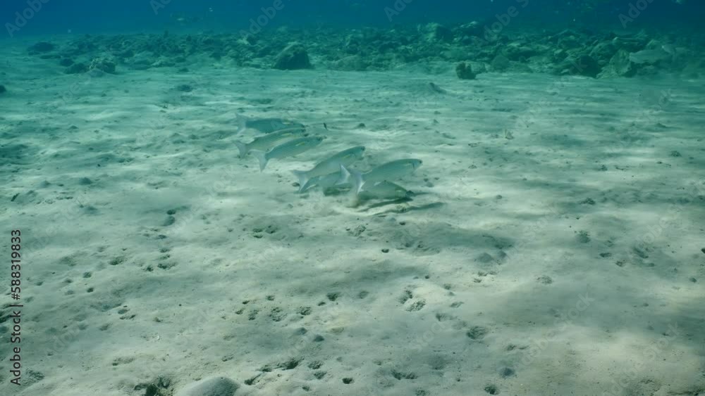 Shoal of mullet grazes on sandy bottom, Slow motion. School of Striped Mullet (Mugil cephalus) feeding on sand on sanny day in sunlight Shoal of mullet grazes on sandy bottom, Slow motion. School of Striped Mullet (Mugil cephalus) feeding on sand on sanny day in sunlight