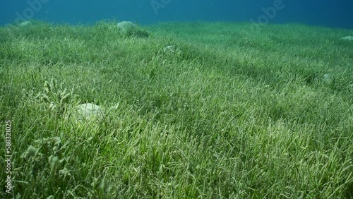 Seabed covered with green seagrass, Slow motion. Moving forward over seagrass meadow with green Round Leaf Sea Grass or Noodle seagrass (Syringodium isoetifolium) in sunlight photo