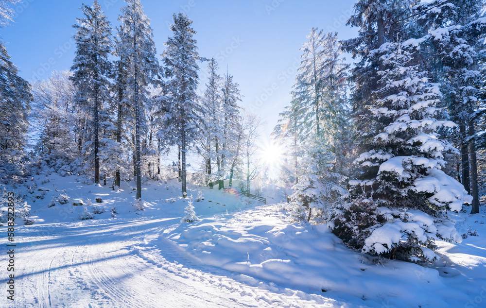 Winter forest in Seefeld, Austria Winter forest in Seefeld, Austria