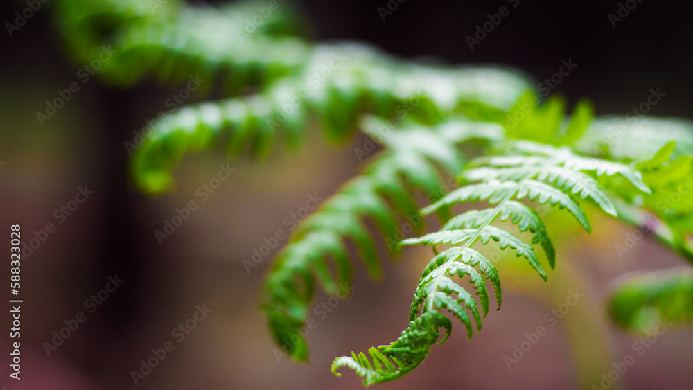 Macro de feuilles de fougère sauvages, d'un vert éclatant Macro de feuilles de fougère sauvages, d'un vert éclatant