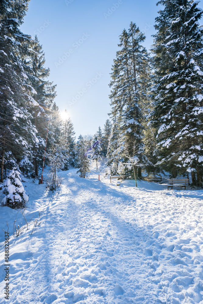 Winter forest in Seefeld, Austria
