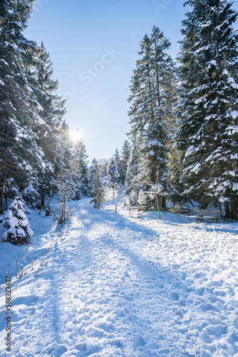Obraz na płótnie Winter forest in Seefeld, Austria w salonie