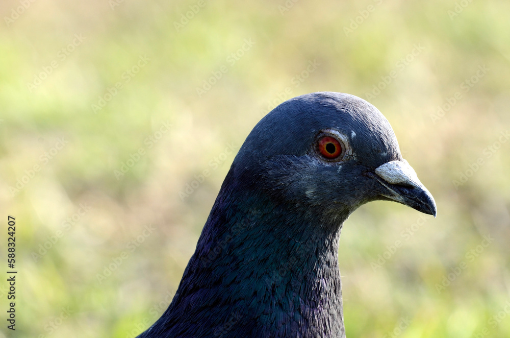 鳩 鳩