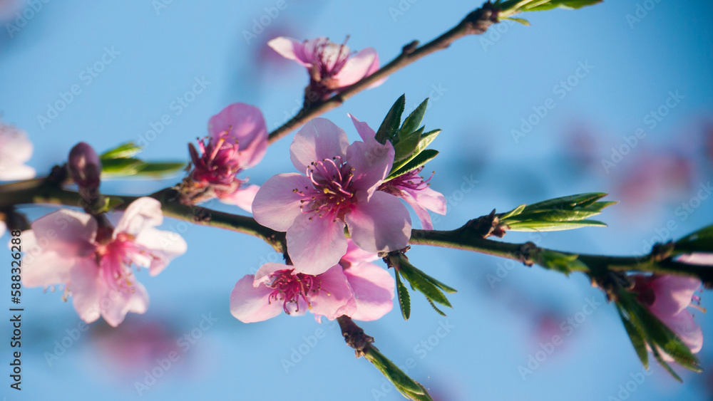 Obraz premium Flores rosas en ramas de árbol