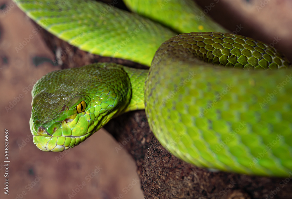 Obraz premium White-lipped kufiya. Trimeresurus albolabris. Close-up.