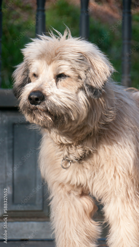 Perro pastor catalán de pelo gris en patio Perro pastor catalán de pelo gris en patio