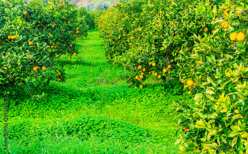 green sunny orange garden with rows of orange trees with oranges fruits on branches, summer day plantation landscape