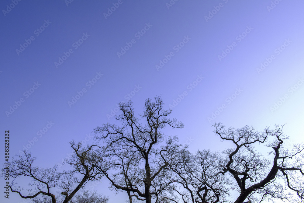Obraz premium Early spring time background with naked tree branches silhouette on blue sky. 