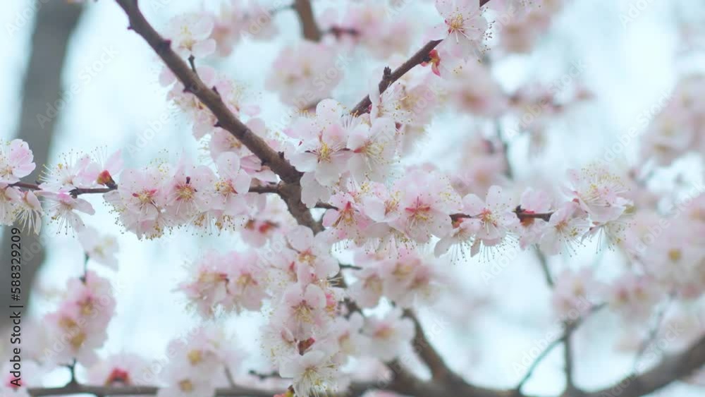 Close-up of blooming light pink cherry tree flowers. Spring background with swaying tree branches in bloom. Close-up of blooming light pink cherry tree flowers. Spring background with swaying tree branches in bloom.