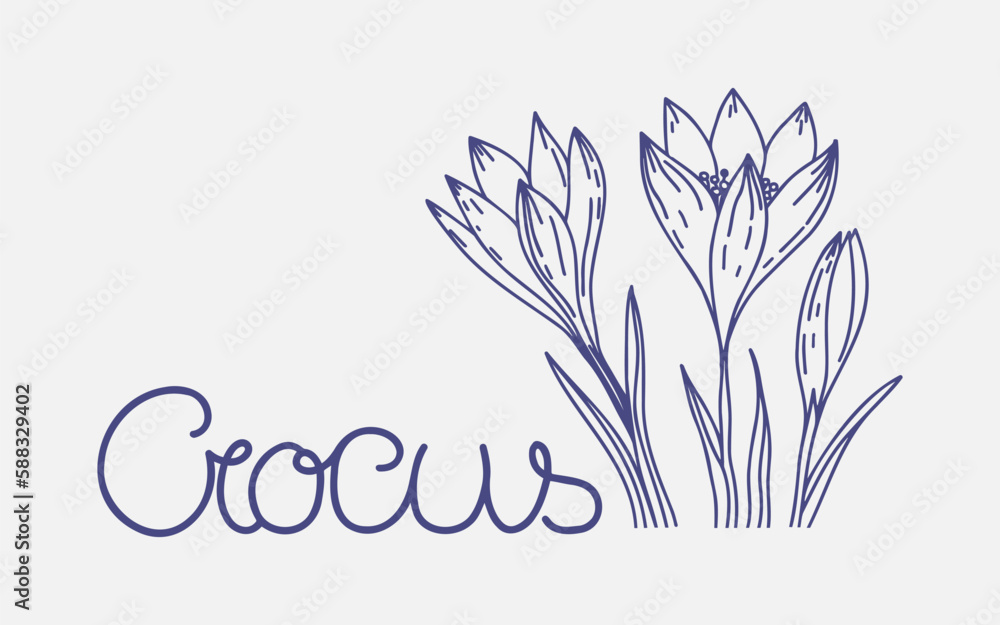 Crocus outline drawing and lettering. The first spring flowers. Floristics for decoration, postcards, weddings, birthdays.