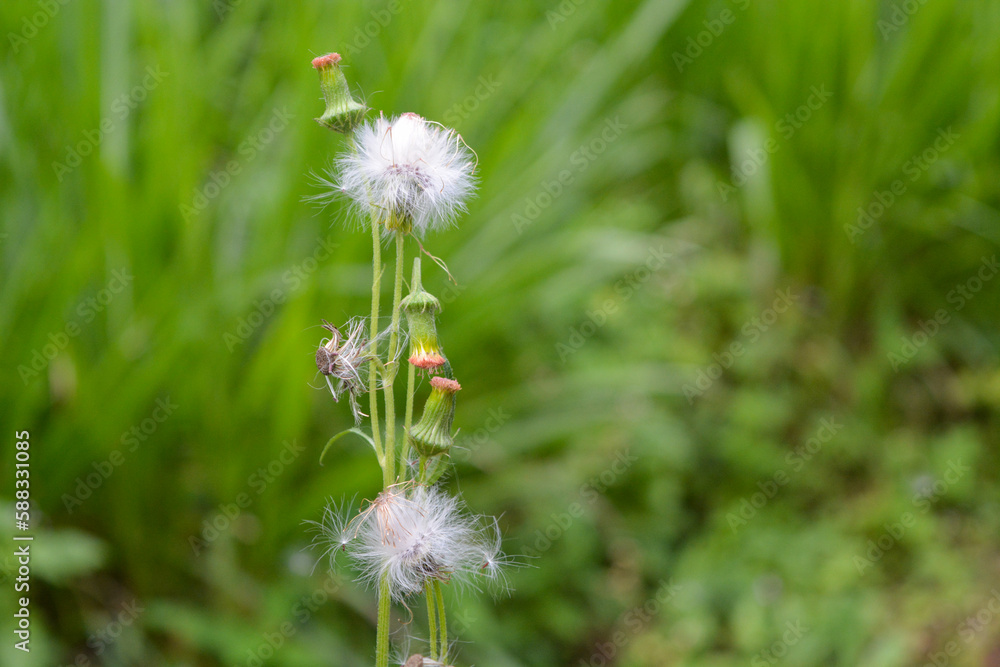 Photo of fresh flowers and green plants Photo of fresh flowers and green plants