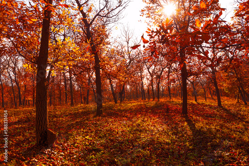 Red autumn forest with sunshine in the trees