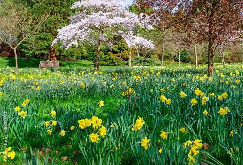 Daffodils in a public park with trees and a park bench. Yellow flowers and pink blossom in Kelsey Park  Beckenham  Kent  UK. Beautiful spring flowers.