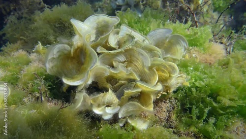 Bushes of brown algae Peacock's tail (Padina pavonica) on a stone, medium shot. photo