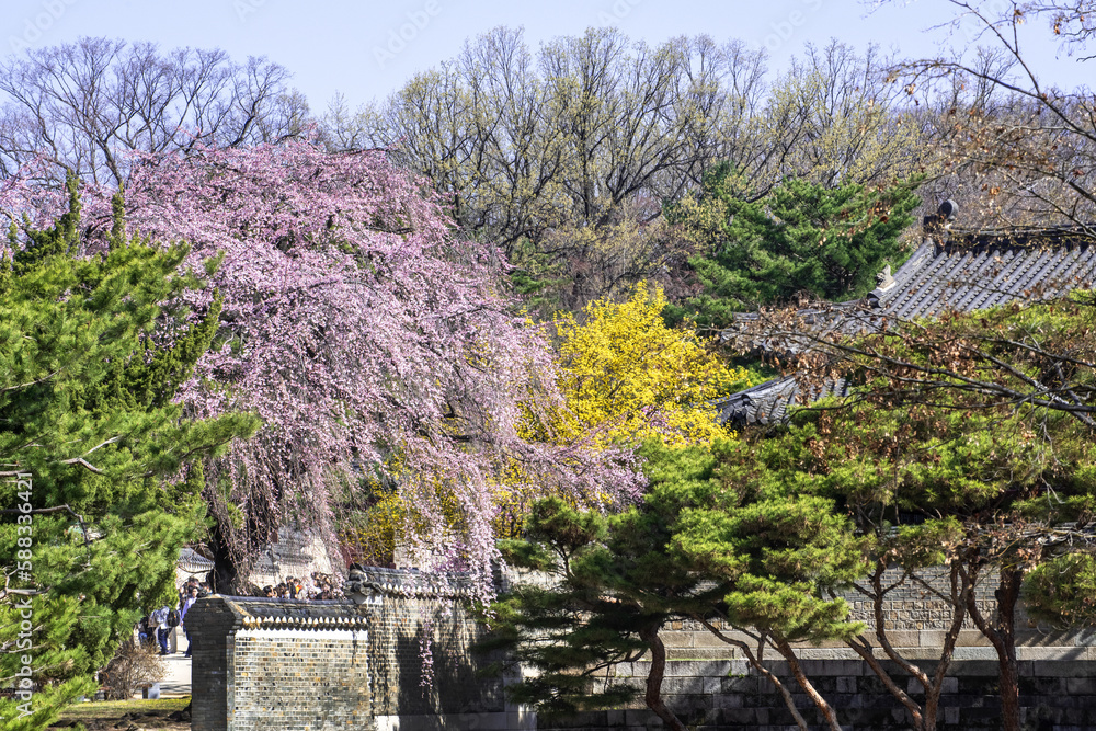 The beautiful Plum blossom,Apricot flower on early spring time backgroung blue sky.