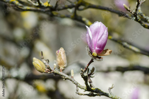 Magnolia soulangeana photo