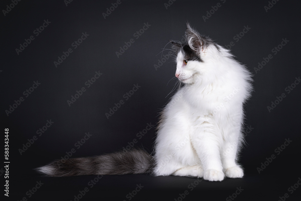 Excellent harlequin Norwegian Forest kitten, sitting up side ways. Looking side ways away from camera showing profile. Isolated on a white backgroudnd.