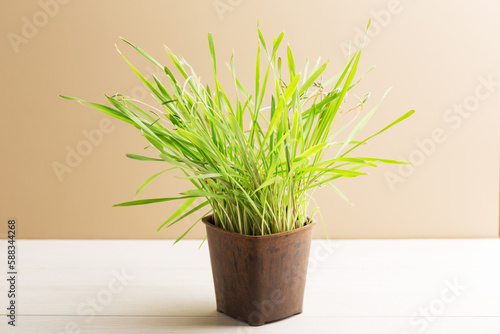 Green fresh indoor grass in    pot. Cat grass for cat health.