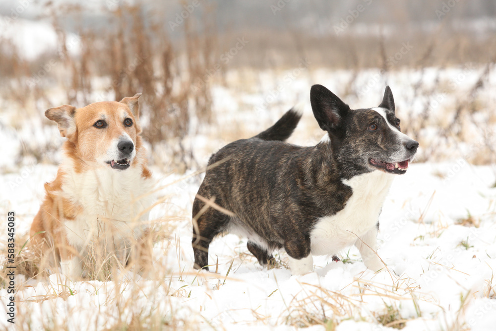 A group of welsh corgi cardigan in winter A group of welsh corgi cardigan in winter