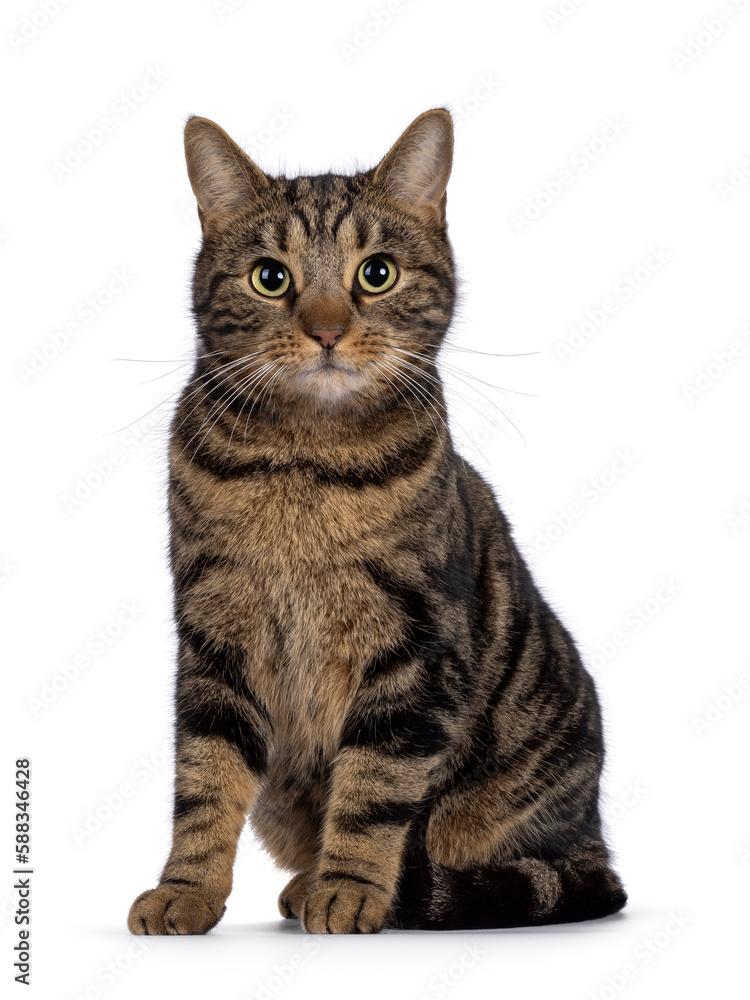 Handsome pedigreed European Shorthair cat, sitting up facing front. Looking towards camera. Isolated on a white background.