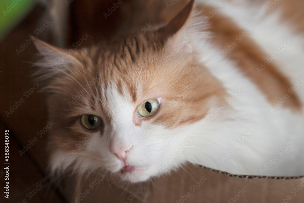 Obraz premium Adult pensive ginger cat in twilight