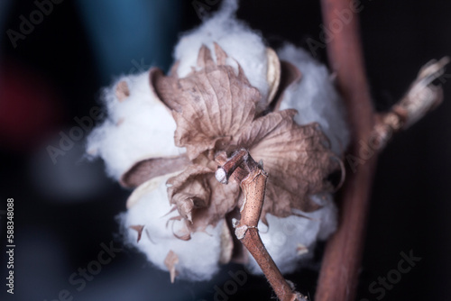 Real pretty cotton box on stem © dashabelozerova