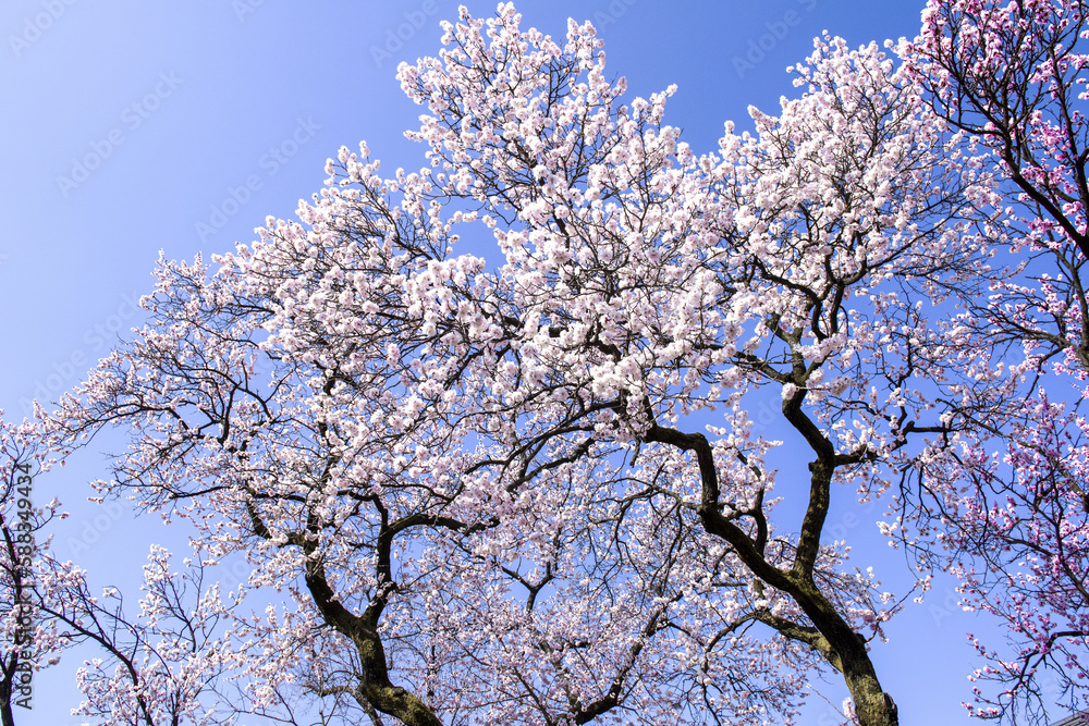 The beautiful Plum blossom,Apricot blossom on spring time background blue sky.