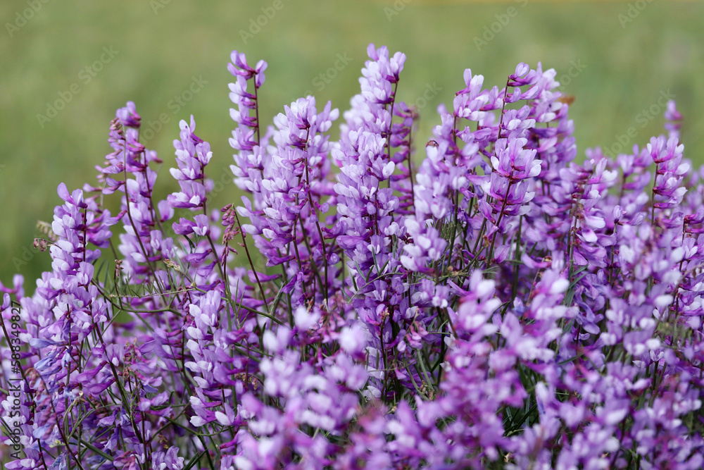 Obraz premium Purple flowers in nature. Floral background.