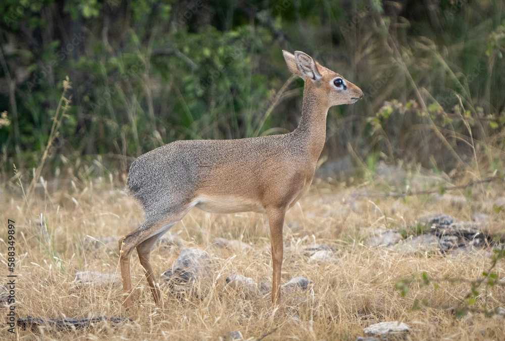 Wild Dik-Dik in Natural Habitat in Africa Wild Dik-Dik in Natural Habitat in Africa