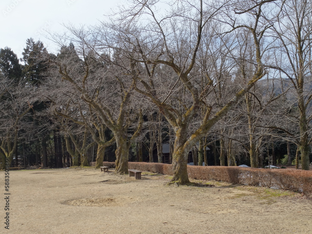 Naklejka premium 冬枯れの公園の景色