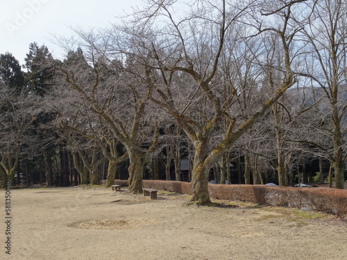 冬枯れの公園の景色
