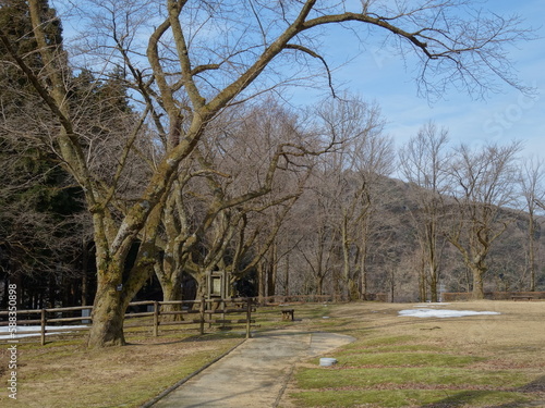 冬枯れの公園の景色
