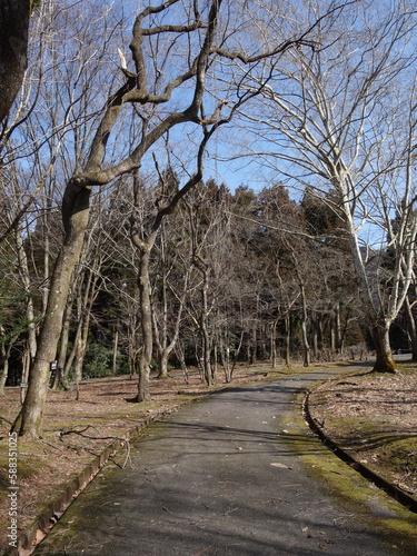 冬枯れの公園の景色