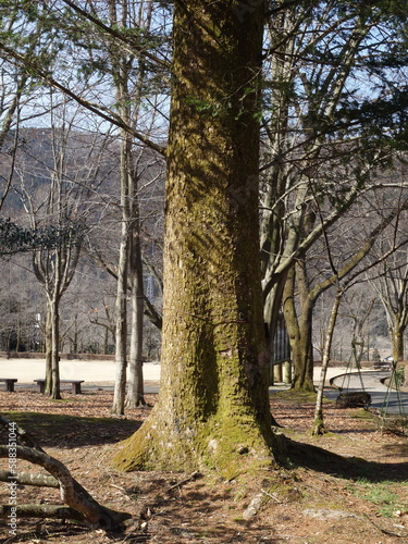 冬枯れの公園の景色
