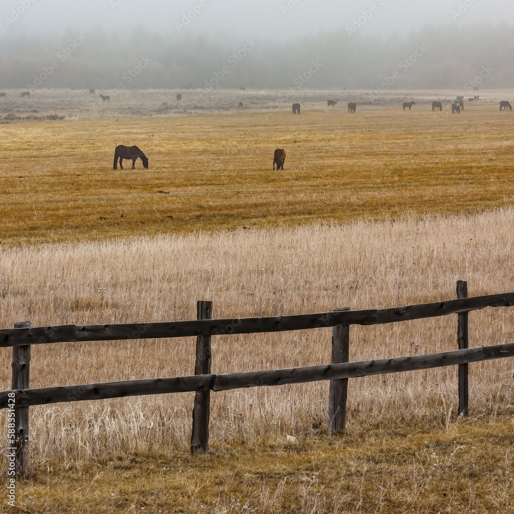 Obraz premium Foggy countryside in autumn with color full grass, horses and old wooden fence on yellow rural field