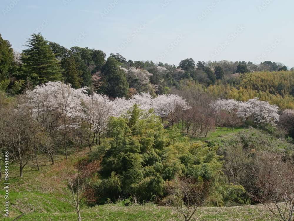山に咲く桜の花 山に咲く桜の花