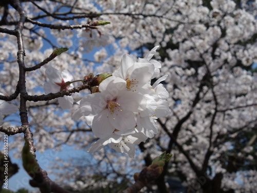 青空の下の満開の桜の花