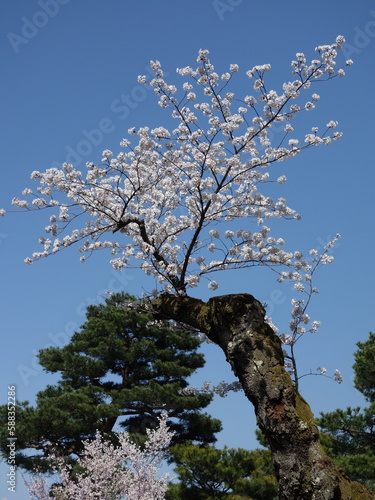 青空の下の満開の桜の花