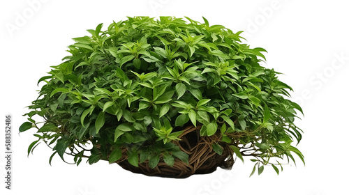 植物、緑、観葉植物、自然、葉