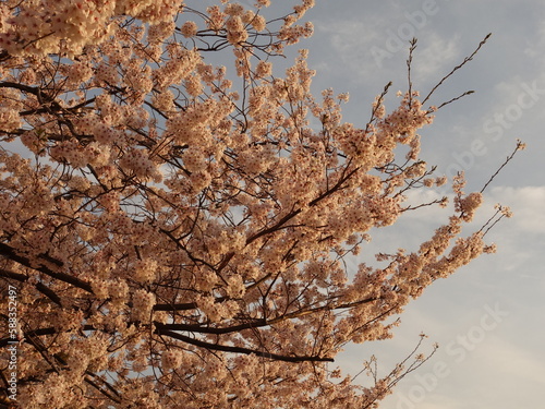 夕暮れ時の桜の花