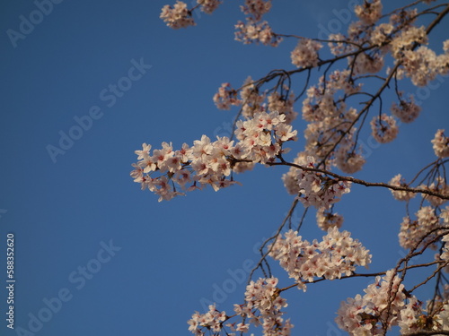 夕暮れ時の桜の花