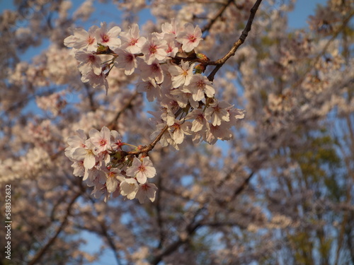 夕暮れ時の桜の花