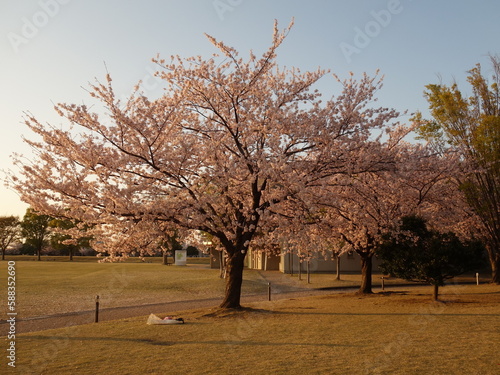 夕暮れ時の桜の花