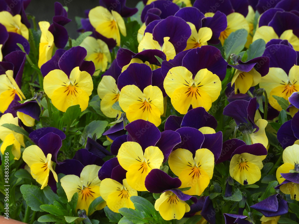 colorful blooming pansy flowers close up         