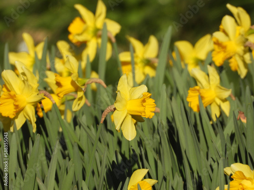 Fototapeta Naklejka Na Ścianę i Meble -   blooming daffodil flowers in the garden          